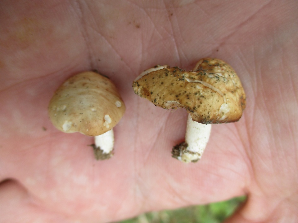 Hebeloma naviculosporum image