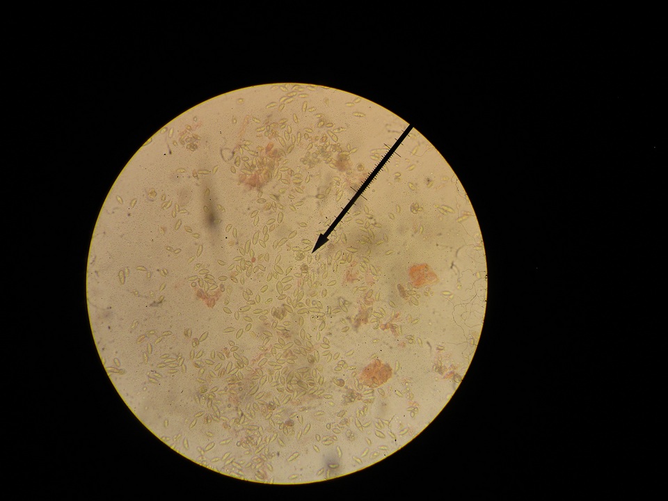 Hebeloma naviculosporum image