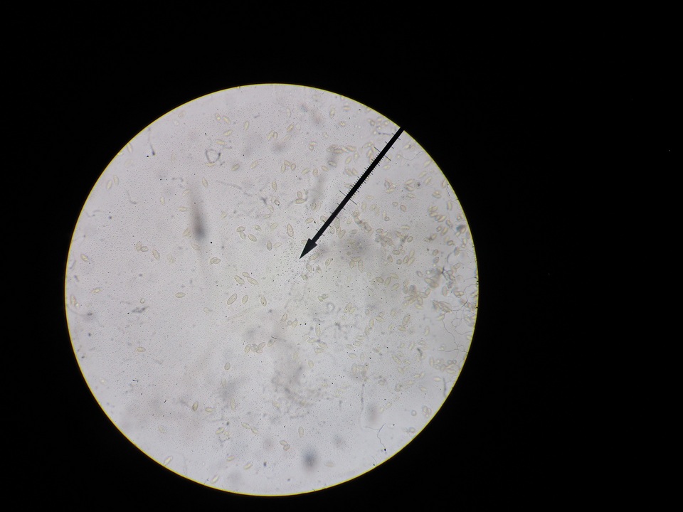 Hebeloma naviculosporum image