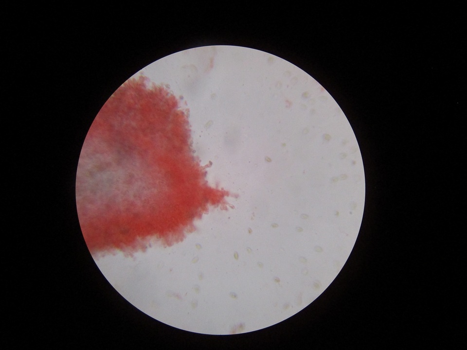 Hebeloma naviculosporum image