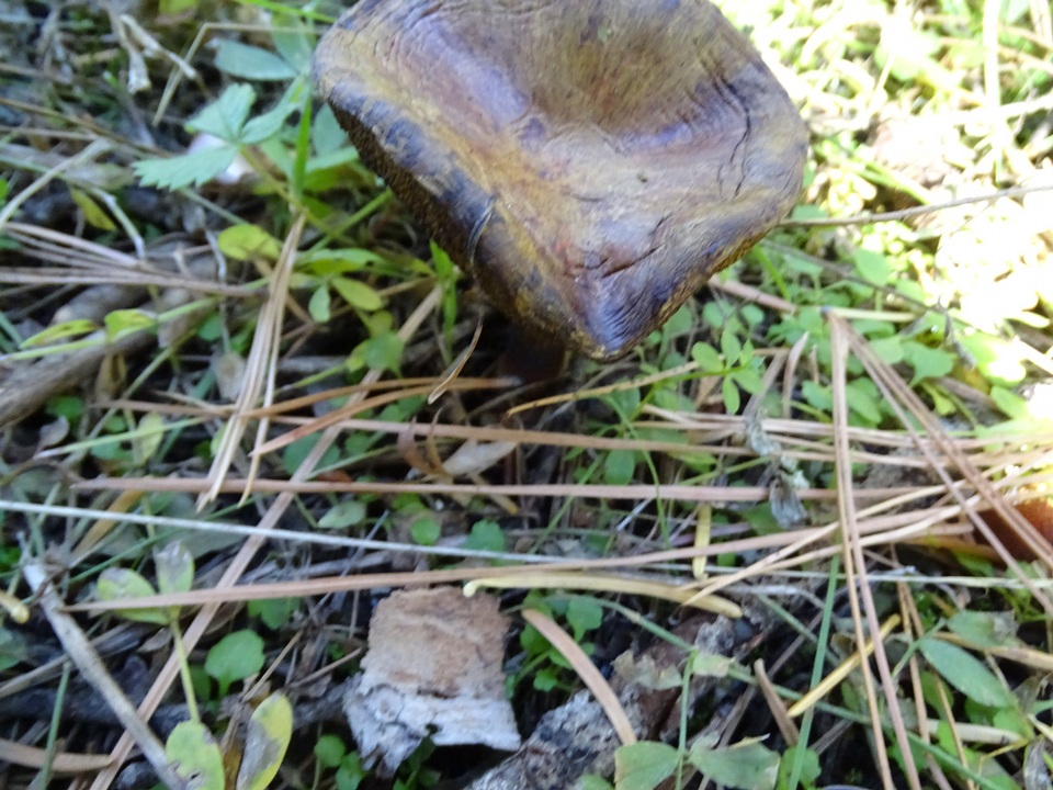 Suillus reticulatus image