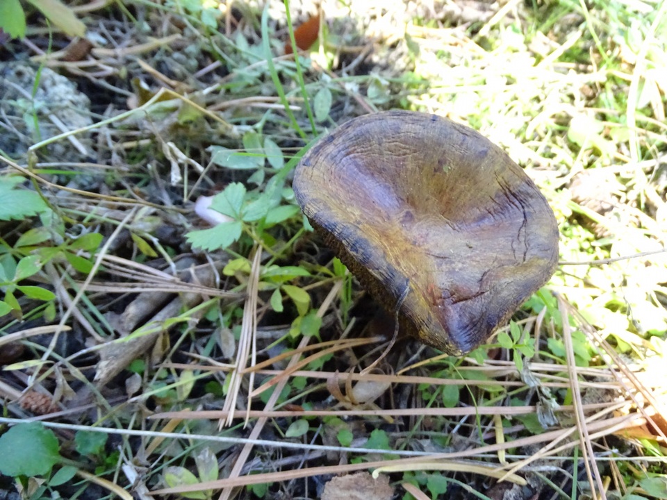 Suillus reticulatus image