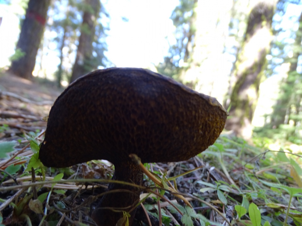 Suillus reticulatus image