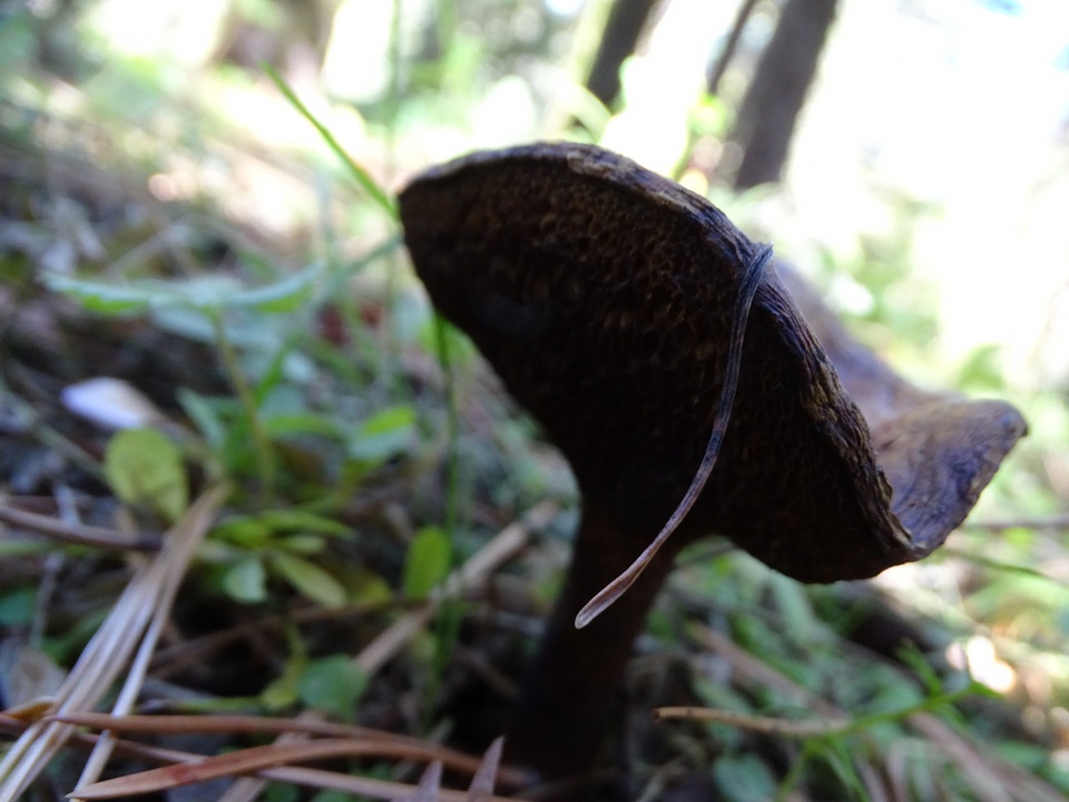 Suillus reticulatus image