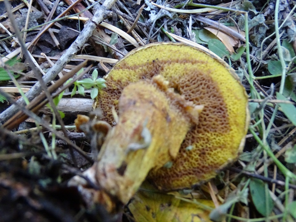 Suillus reticulatus image
