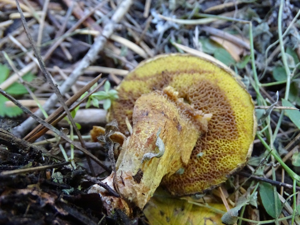 Suillus reticulatus image