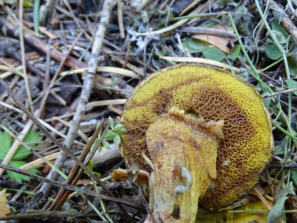Suillus reticulatus image