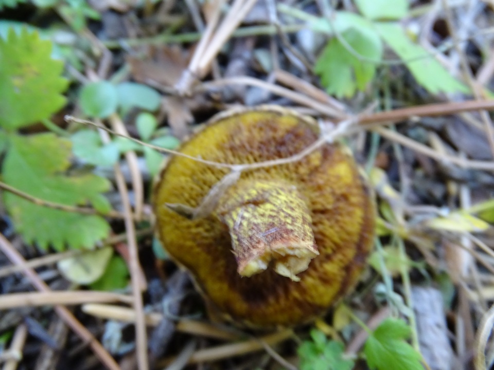 Suillus reticulatus image