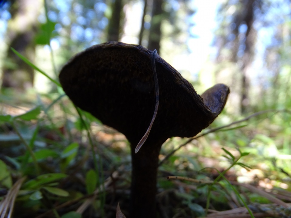 Suillus reticulatus image