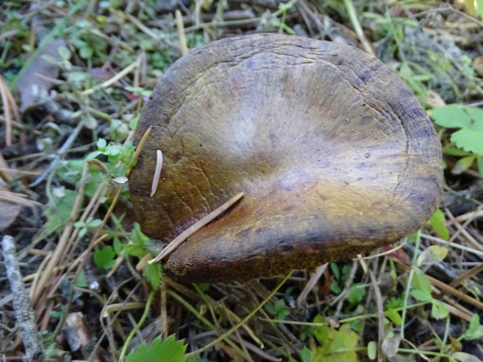 Suillus reticulatus image