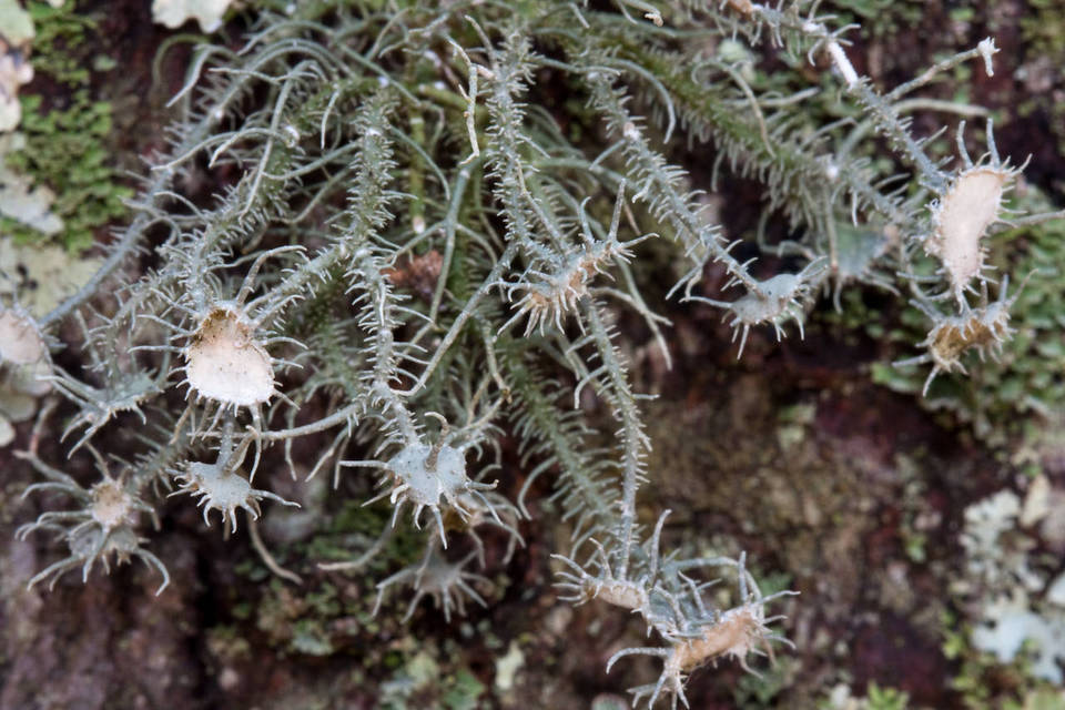 Usnea endochrysea image