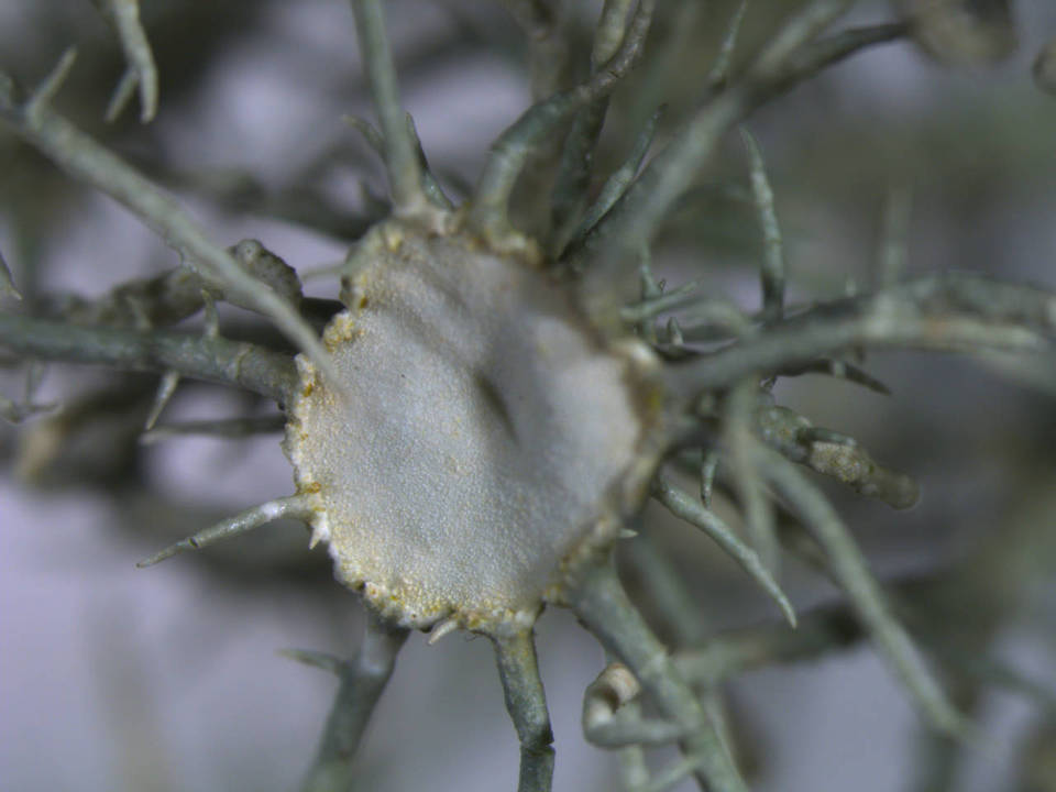 Usnea endochrysea image