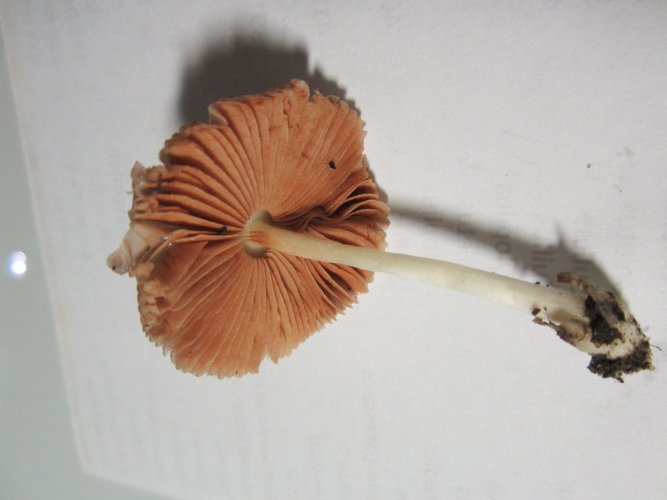 Volvariella nigrodisca image
