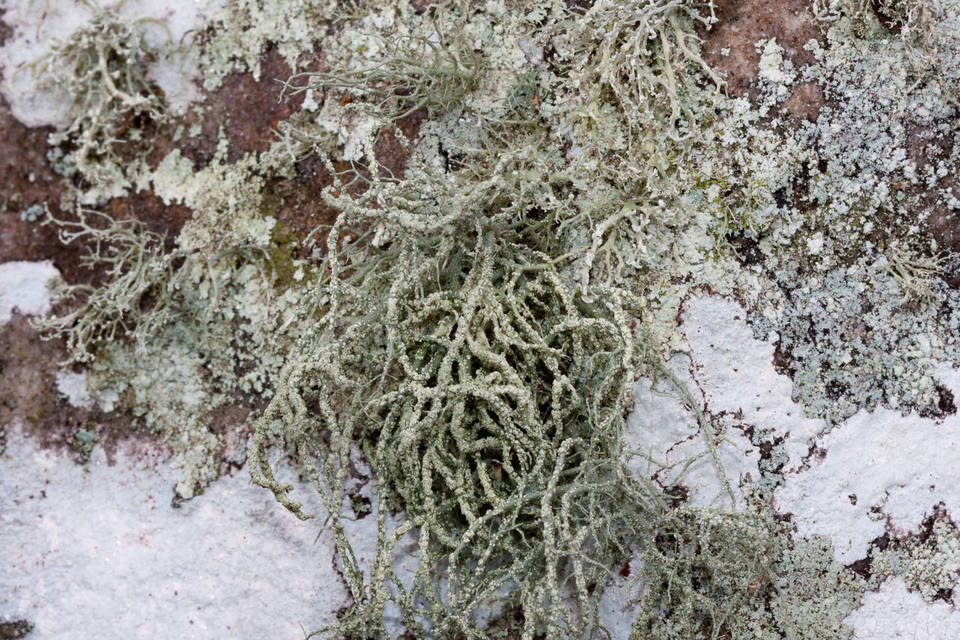 Usnea subscabrosa image