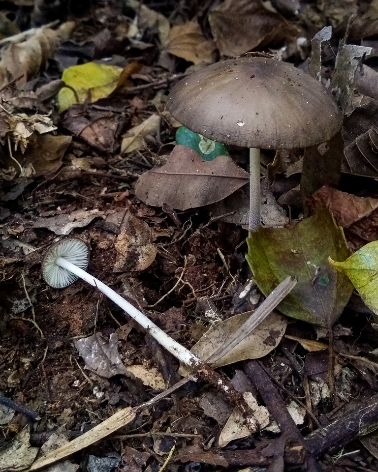 Dactylosporina steffenii image