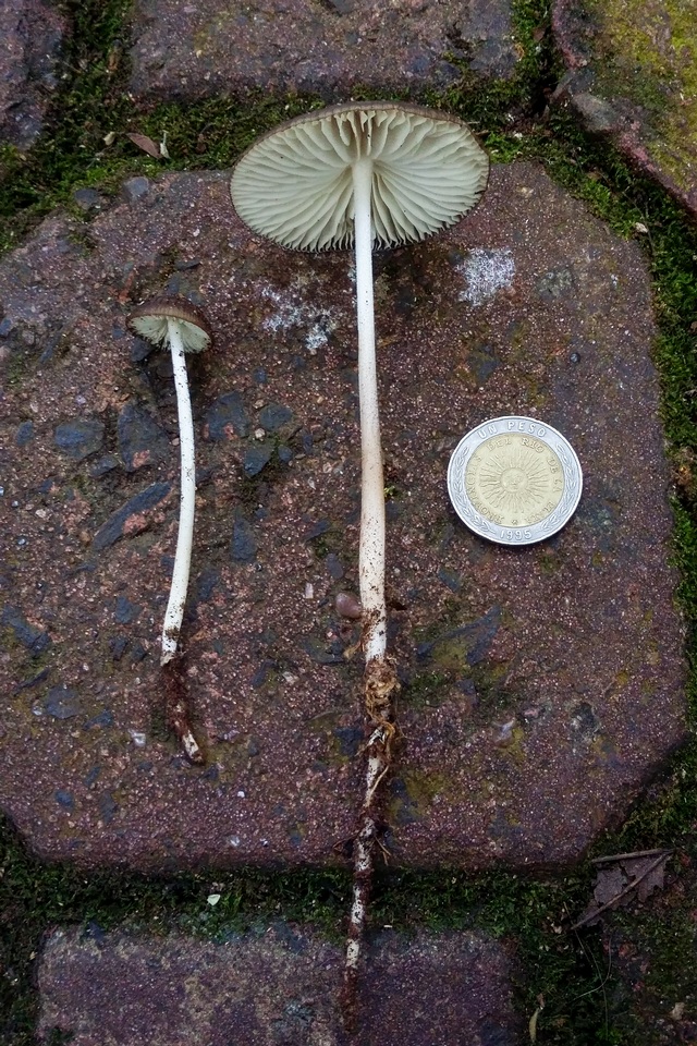 Dactylosporina steffenii image