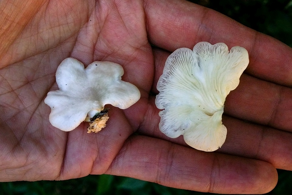 Pleurotus djamor var. roseus image
