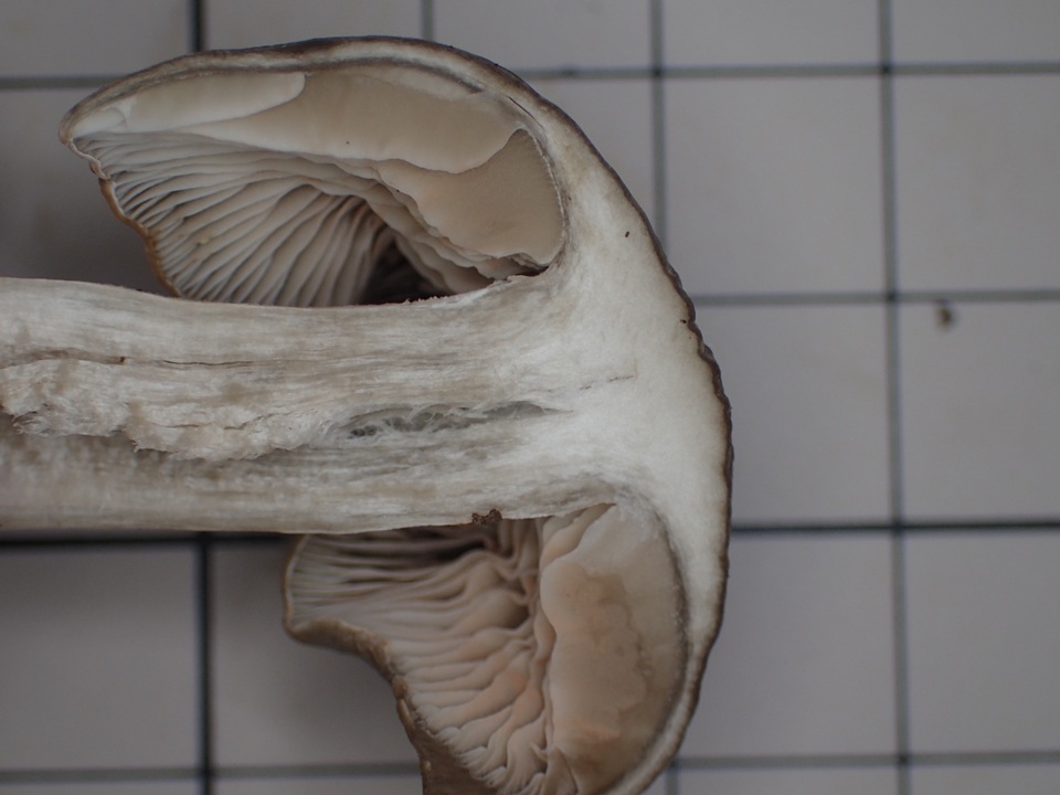 Entoloma sarcopum image