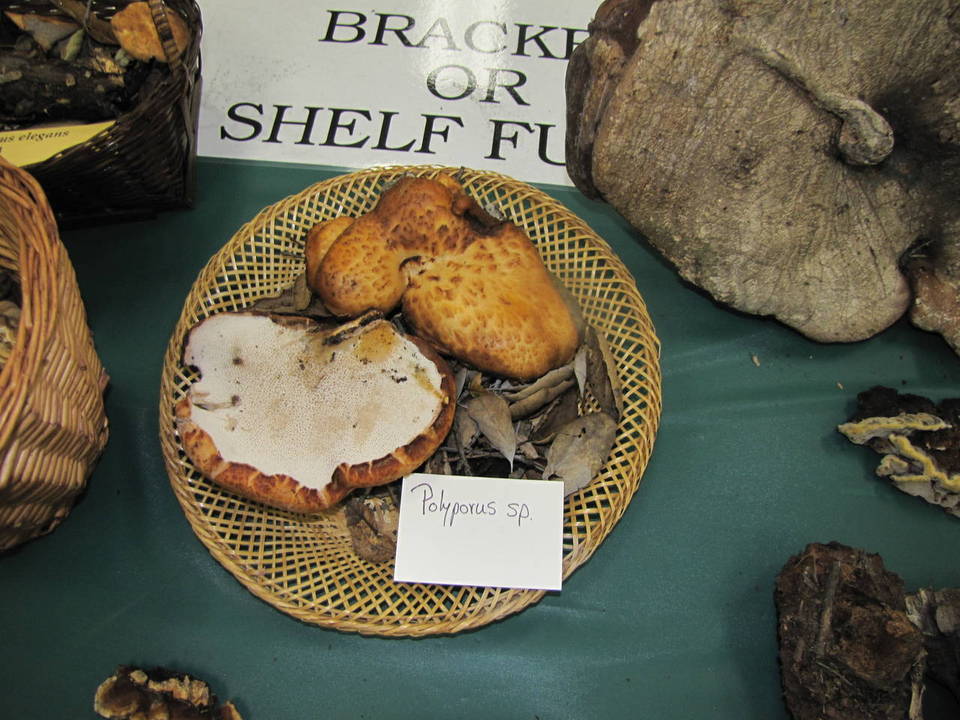 Polyporus gayanus image
