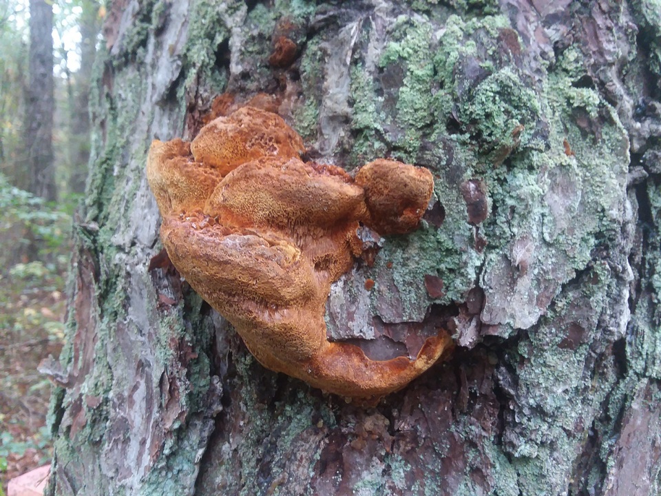 Phellinus piceinus image