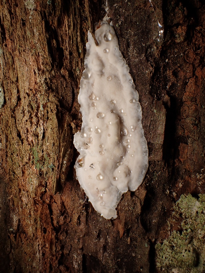 Cinereomyces lindbladii image