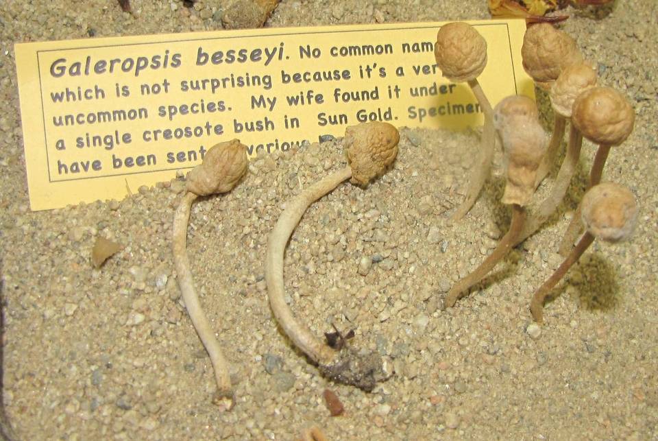 Agrocybe besseyi image
