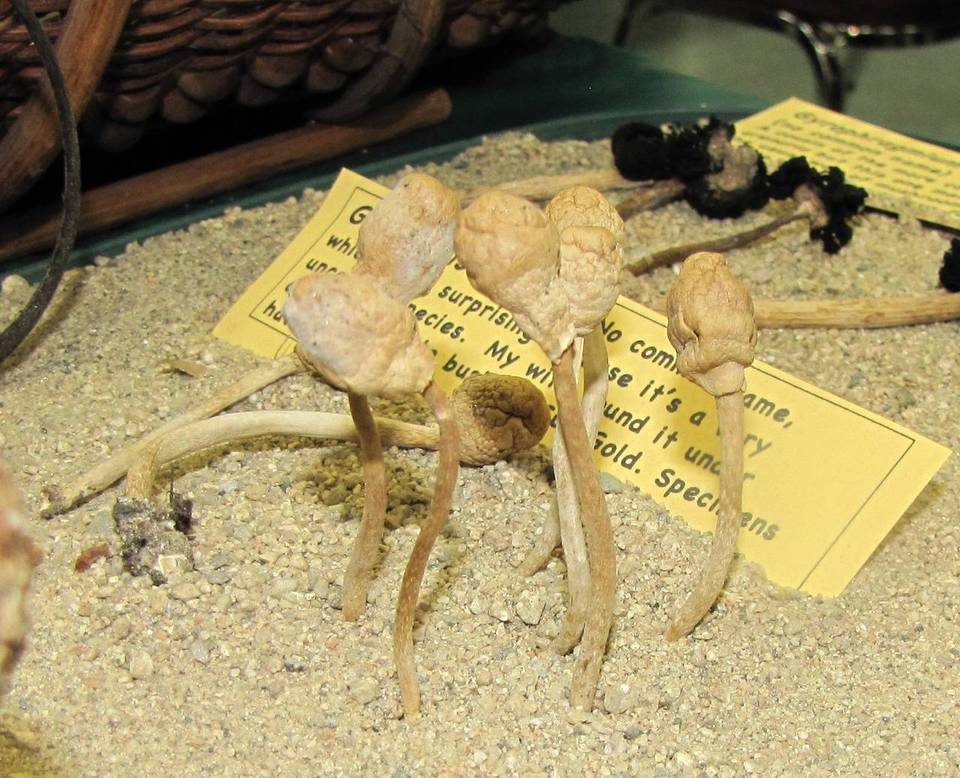 Agrocybe besseyi image