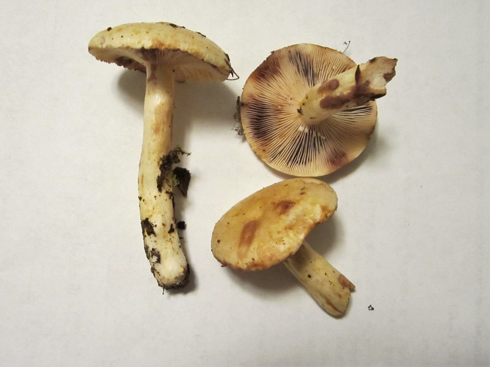 Lactarius pallescens var. pallescens image