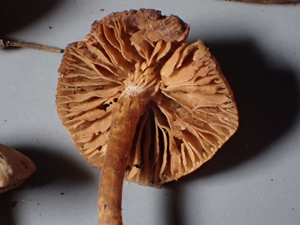 Naucoria alnetorum image
