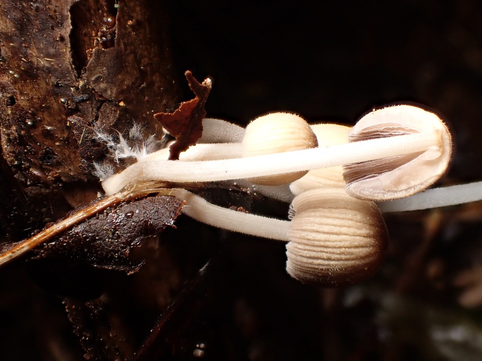 Coprinellus callinus image