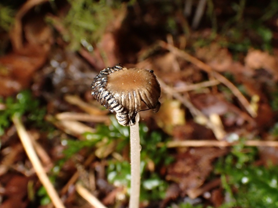 Coprinellus callinus image
