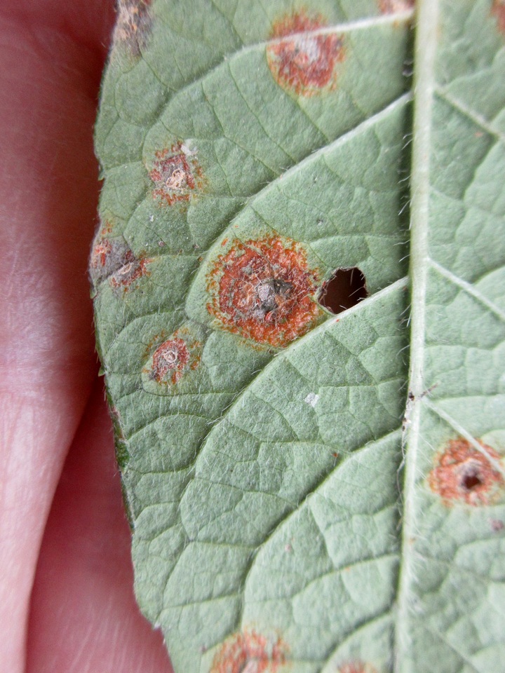 Puccinia elephantopi-spicati image