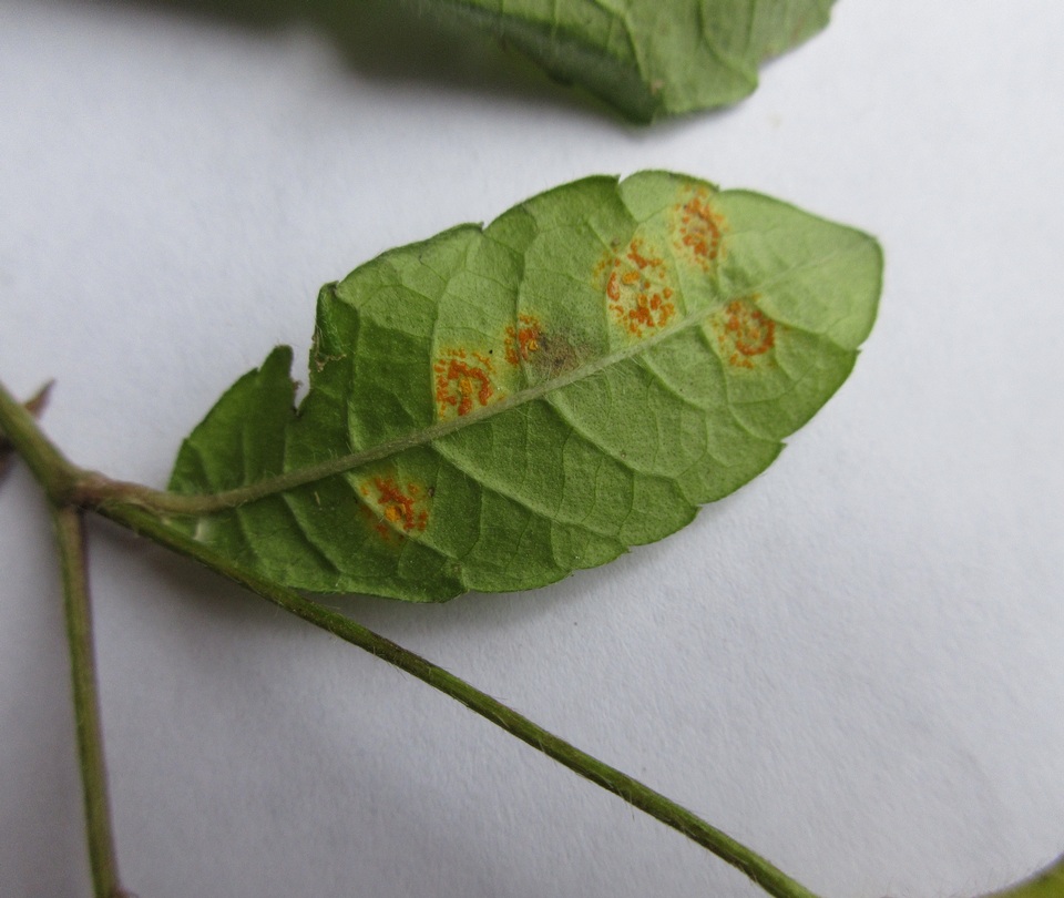 Puccinia elephantopi-spicati image