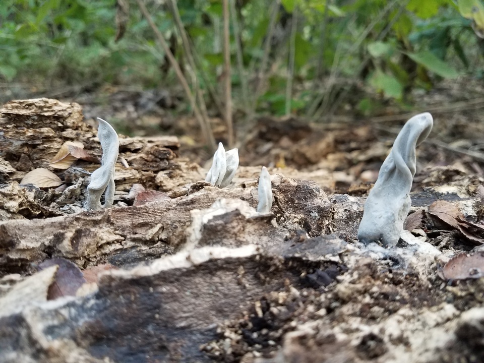 Xylaria allantoidea image