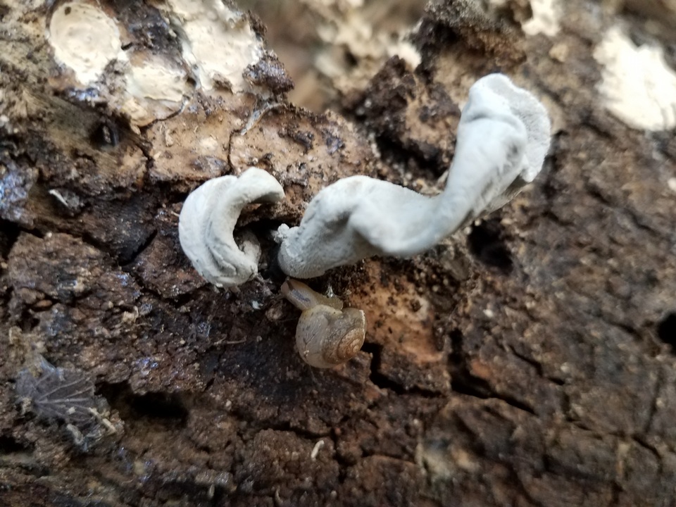 Xylaria allantoidea image