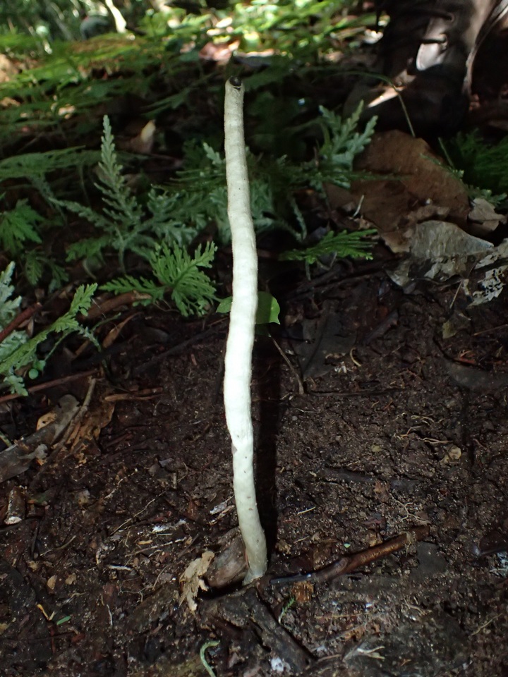 Cordyceps cylindrica image