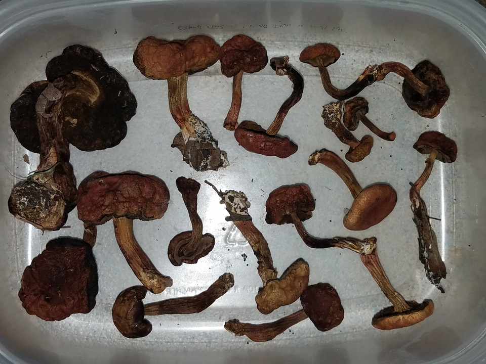 Boletellus pseudochrysenteroides image