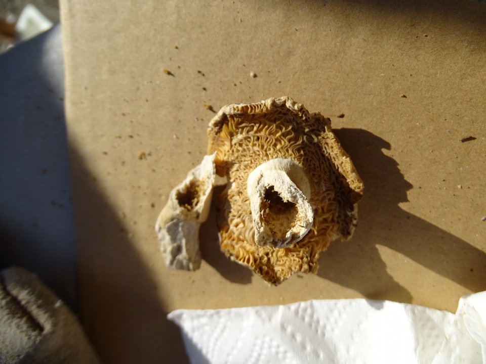 Russula albida image