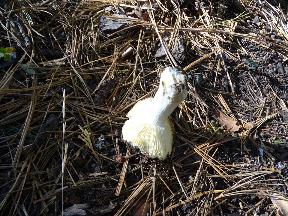 Russula albida image
