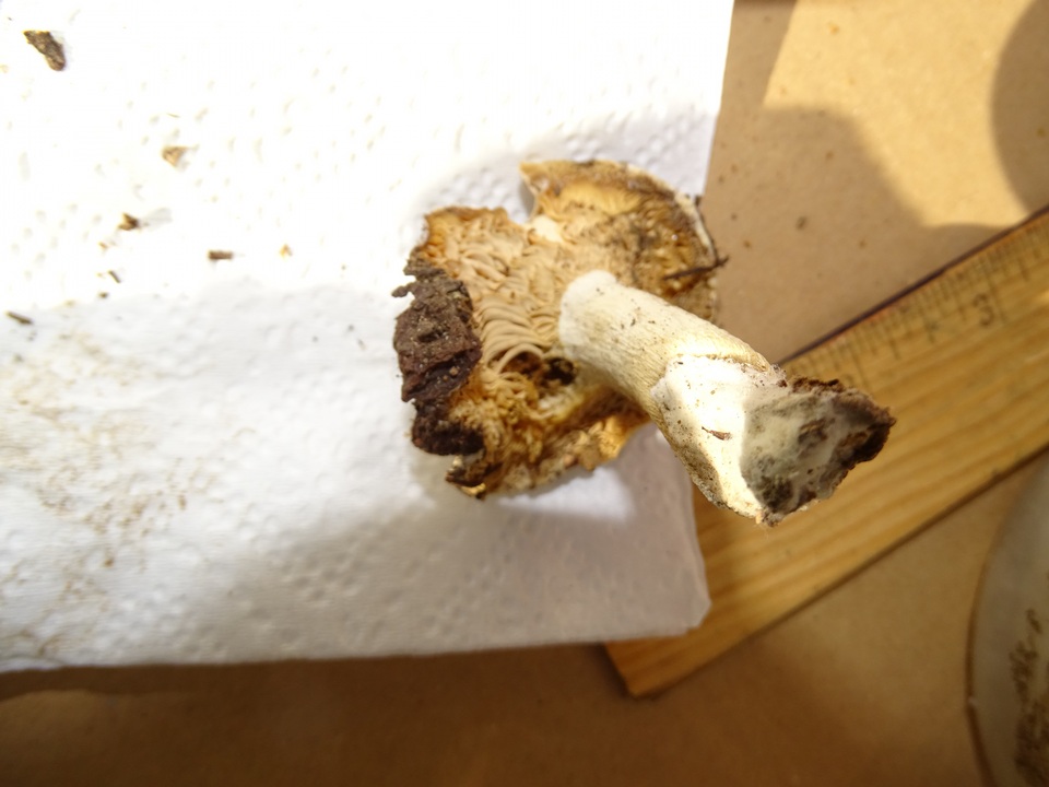 Russula albida image