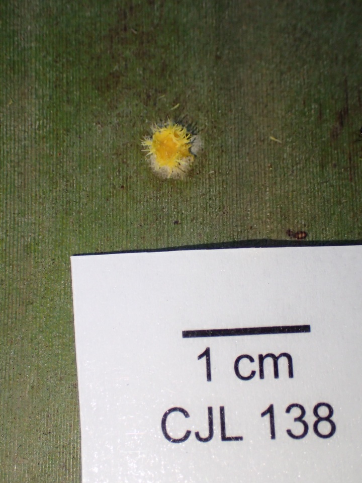 Hypocrella hirsuta image