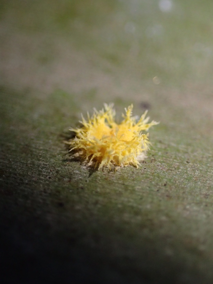 Hypocrella hirsuta image