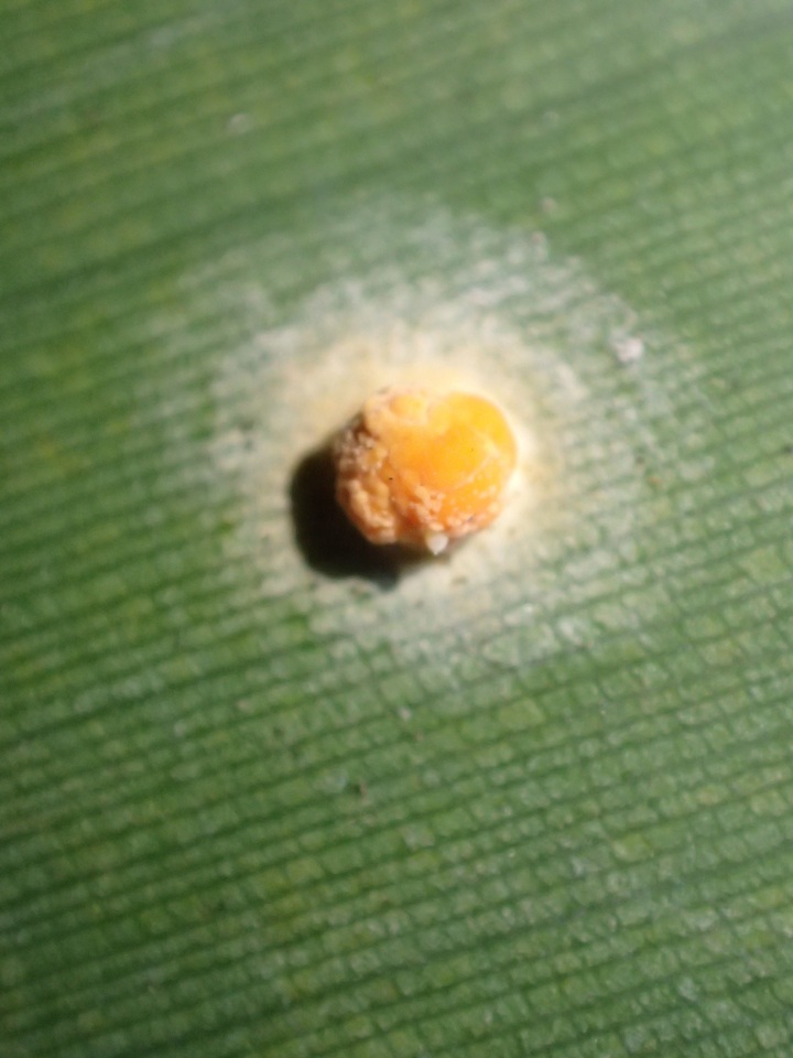 Moelleriella libera image