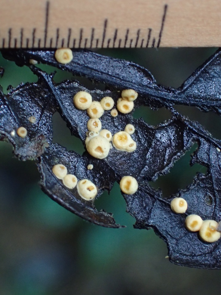 Moelleriella epiphylla image
