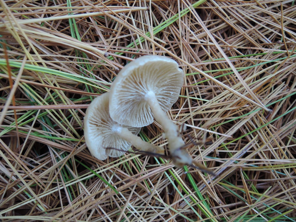 Clitocybe flavidella image