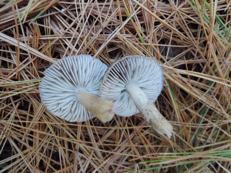 Tricholoma atrosquamosum image