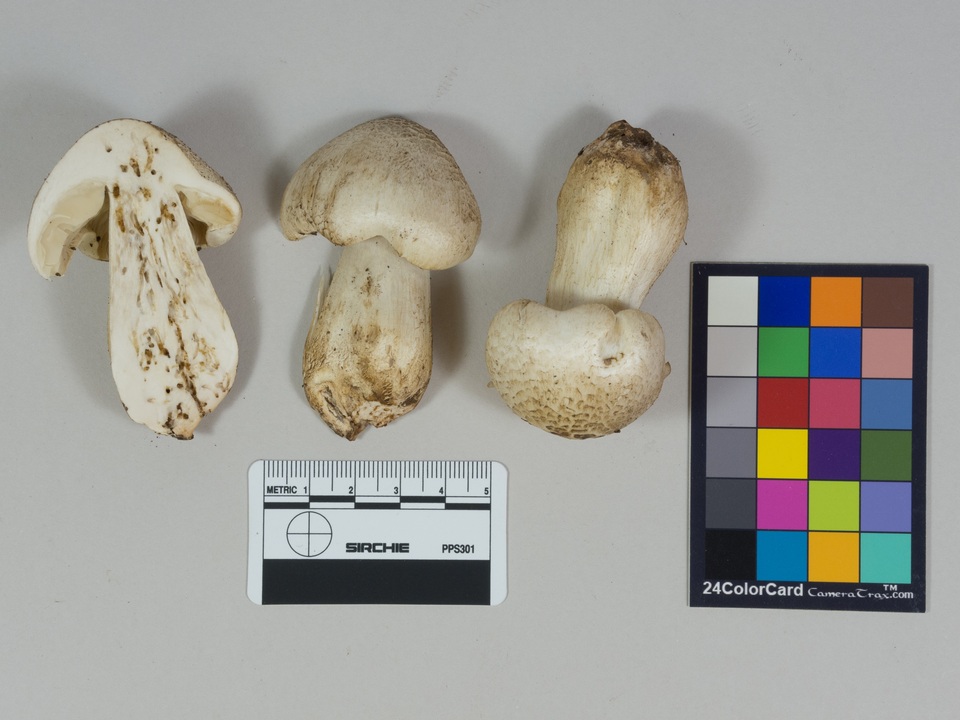 Tricholoma smithii image