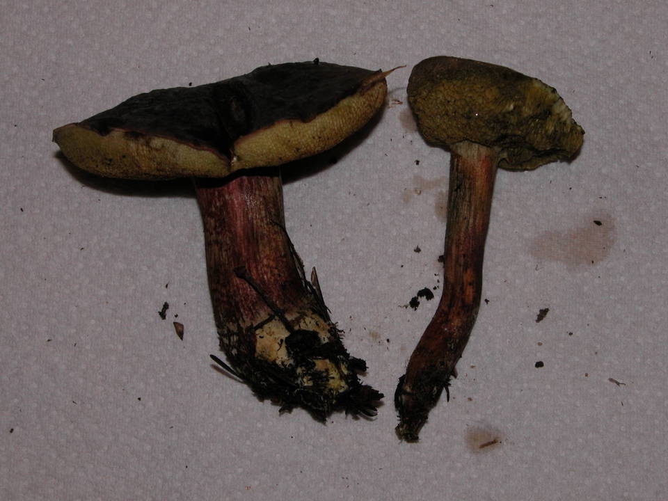 Xerocomus zelleri image