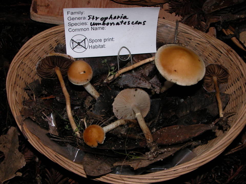 Stropharia umbonatescens image