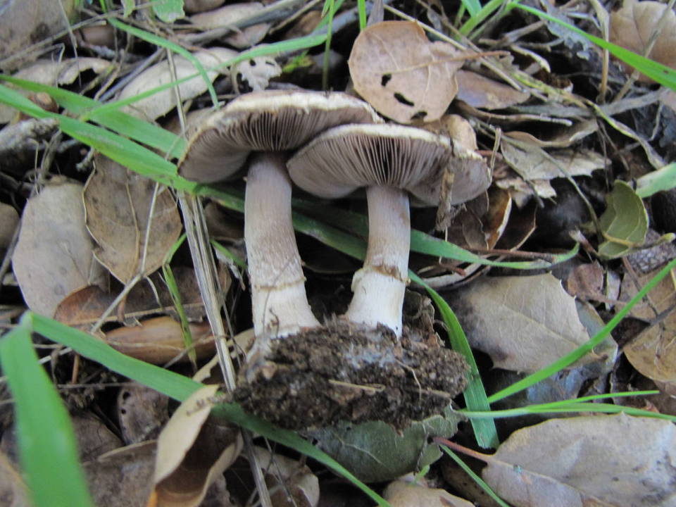 Agaricus kerriganii image